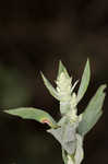 Lambsquarters